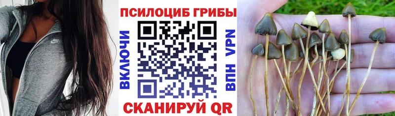 Галлюциногенные грибы прущие грибы Курганинск